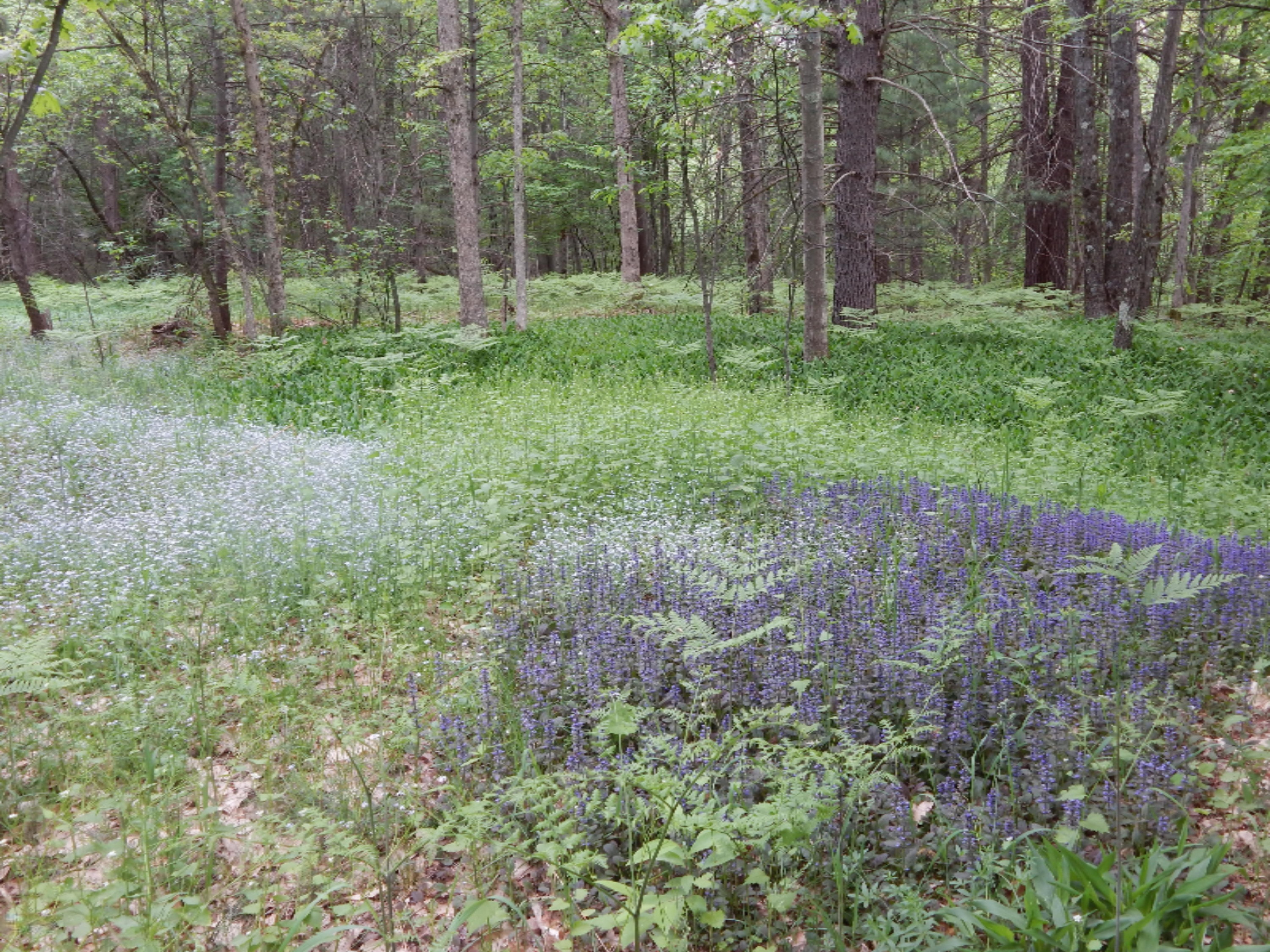 Terpak Road Manistee, MI 49660 - Photo 26 of 30 Variety, variety!