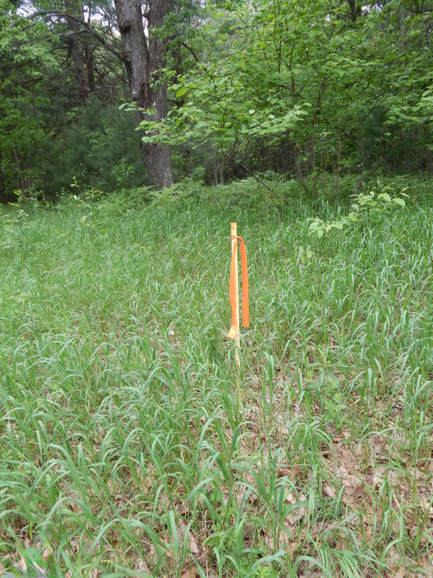 Terpak Road Manistee, MI 49660 - Photo 28 of 30 SE Corner Marker