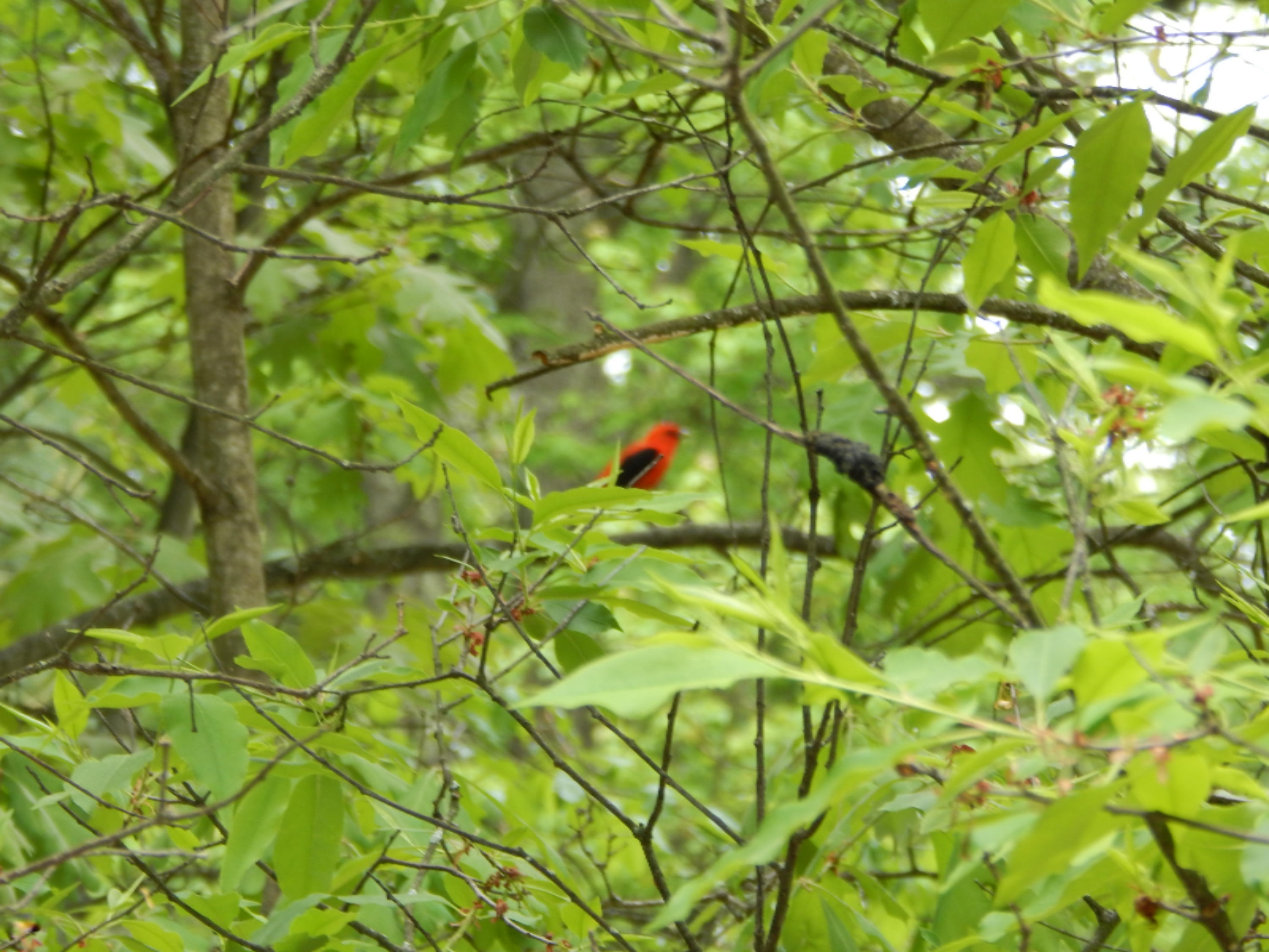 Terpak Road Manistee, MI 49660 - Photo 4 of 30 One of bird species spotted