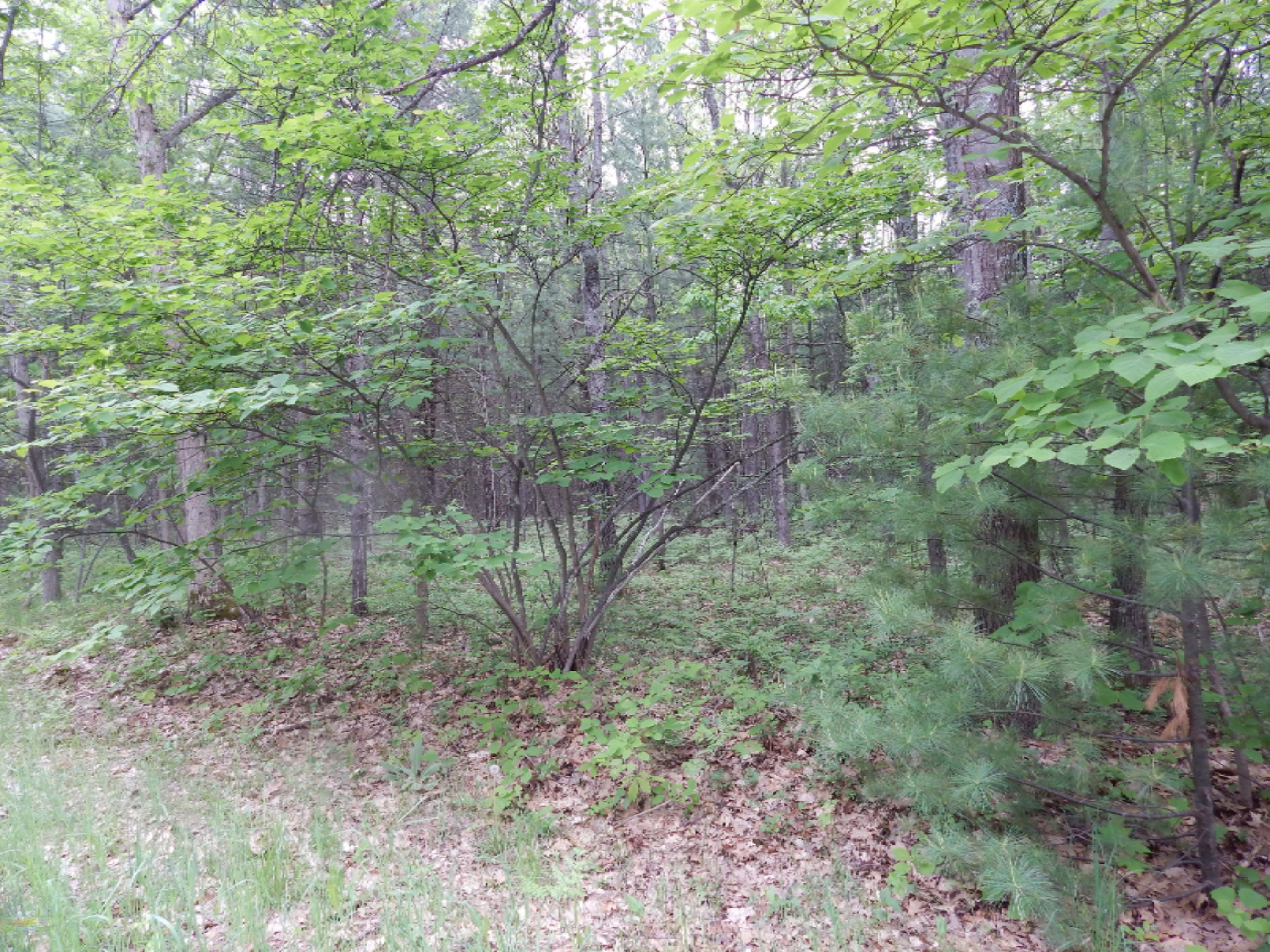 Terpak Road Manistee, MI 49660 - Photo 5 of 30 One of several high areas
