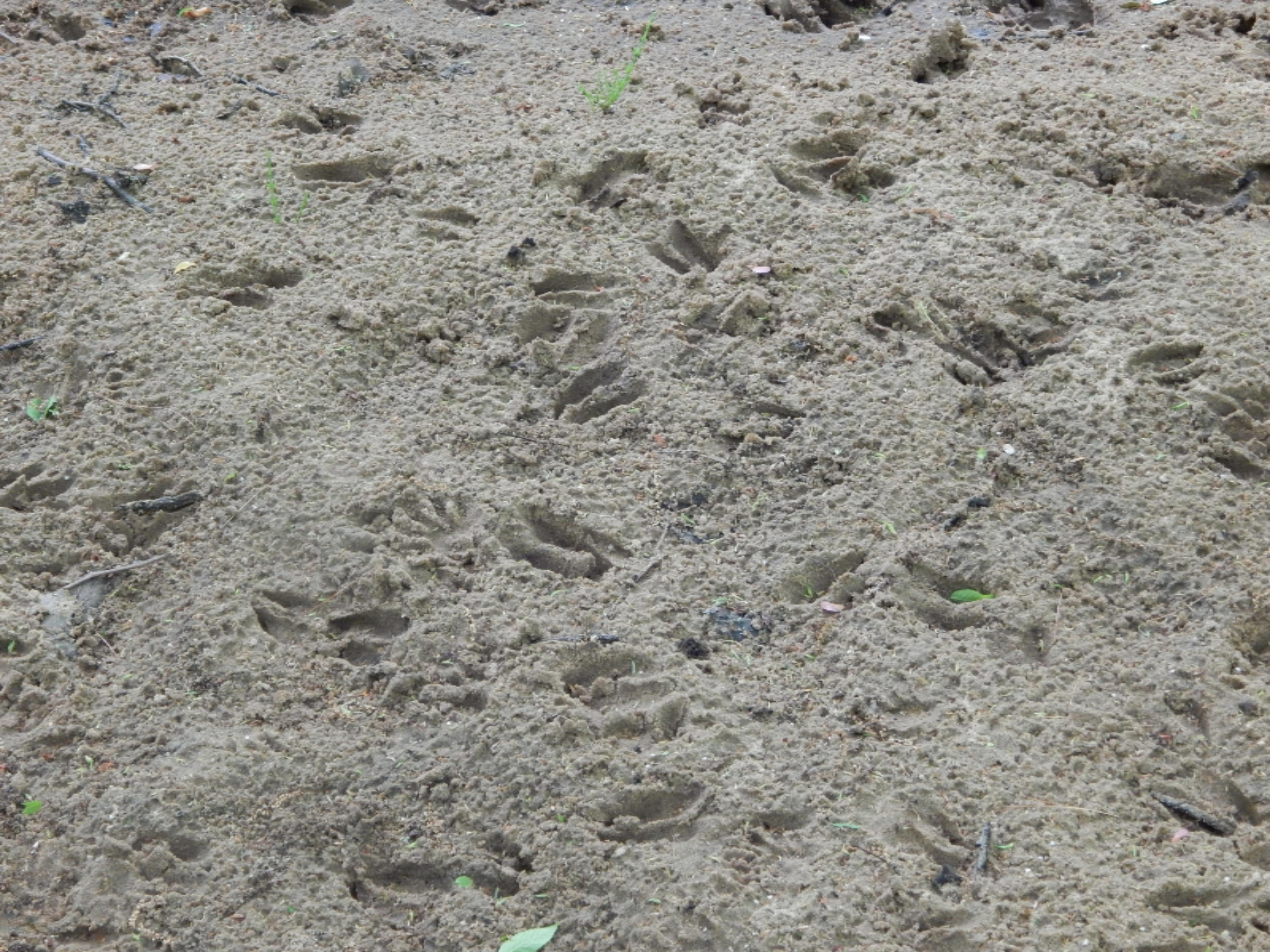 Terpak Road Manistee, MI 49660 - Photo 7 of 30 Fresh Deer Tracks down at creek