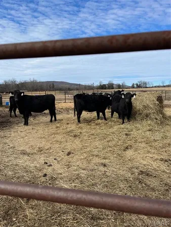 $1,500,000 | 0 Highway N Angus Lane, Patterson, MO 63956