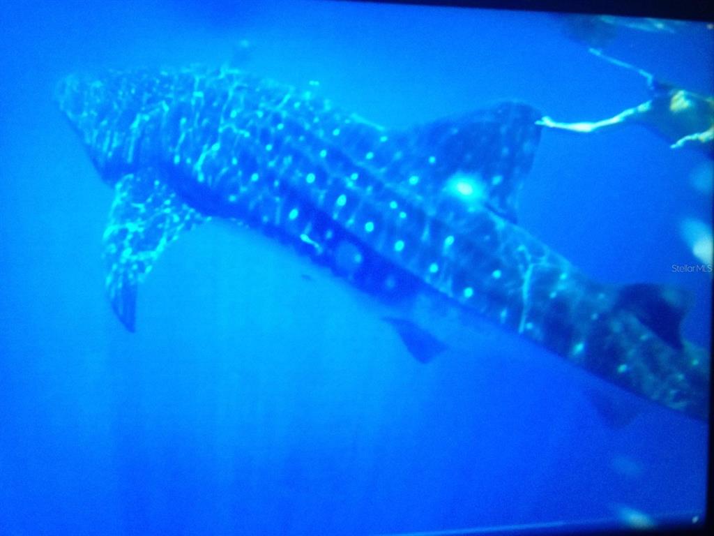 6304 Beechwood Avenue Sarasota, FL 34231 - Photo 38 of 41 a view of a tree