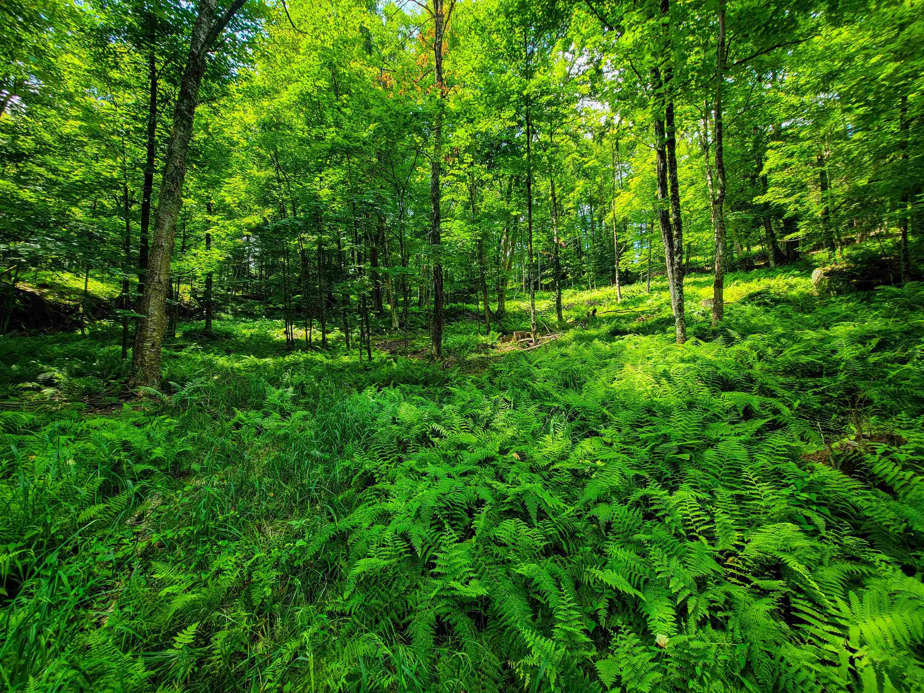 1730 Sinclair Road Johnson, VT 05656 - Photo 10 of 40