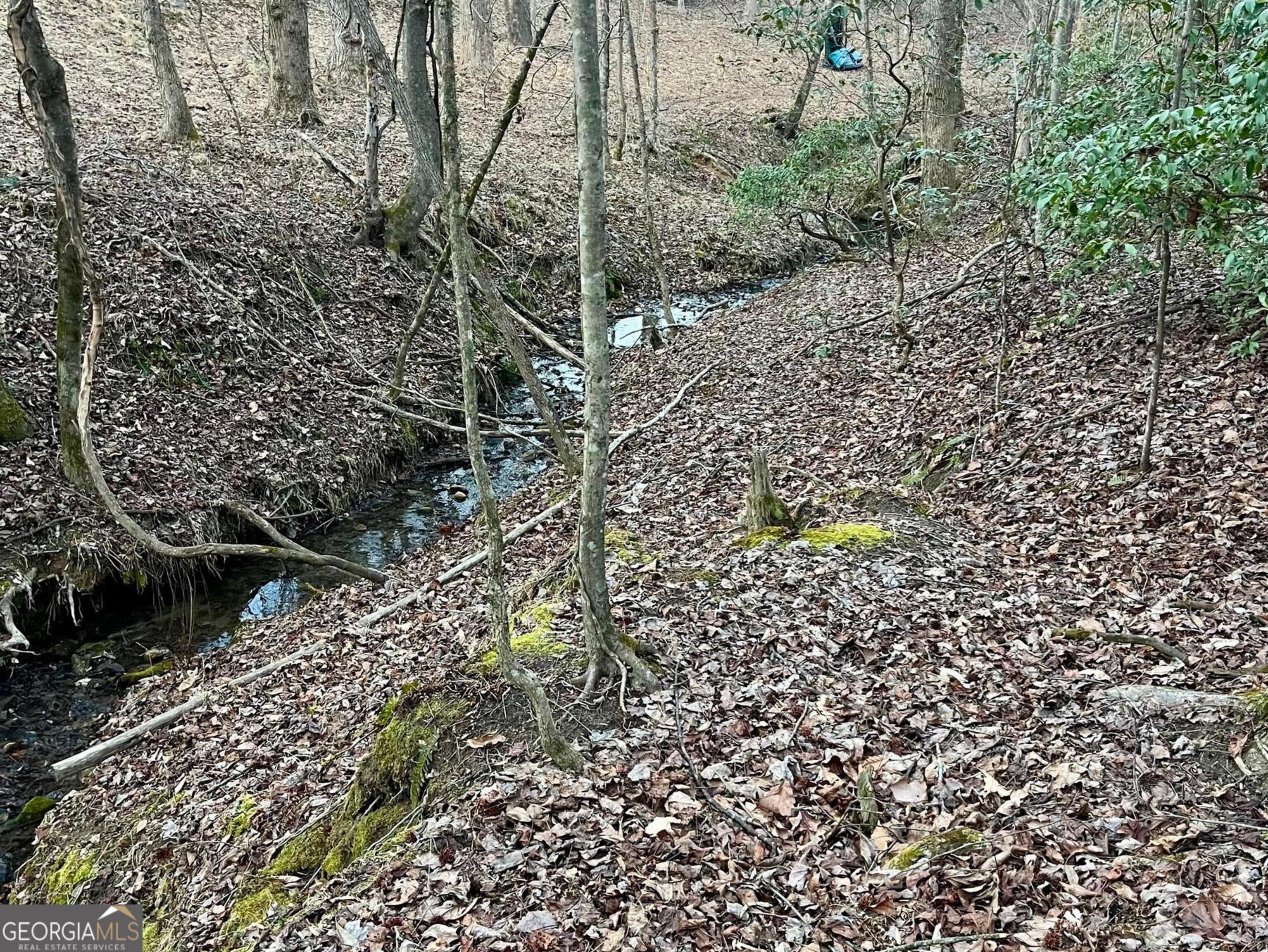 0 Tanager Trail Alto, GA 30510 - Photo 4 of 12 a view of a forest with a tree