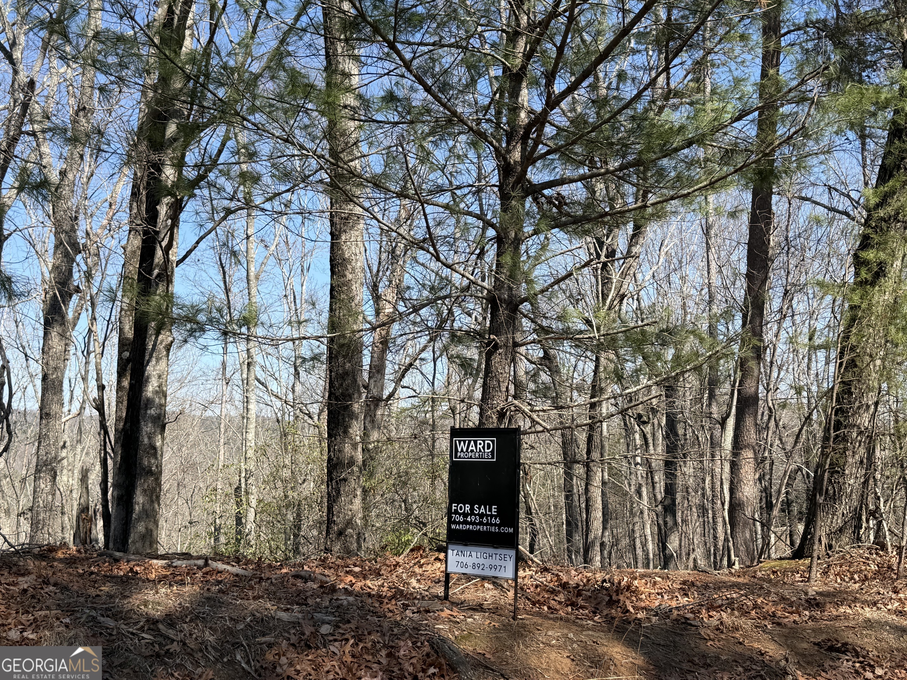 0 Tanager Trail Alto, GA 30510 - Photo 5 of 12 a view of outdoor space with trees
