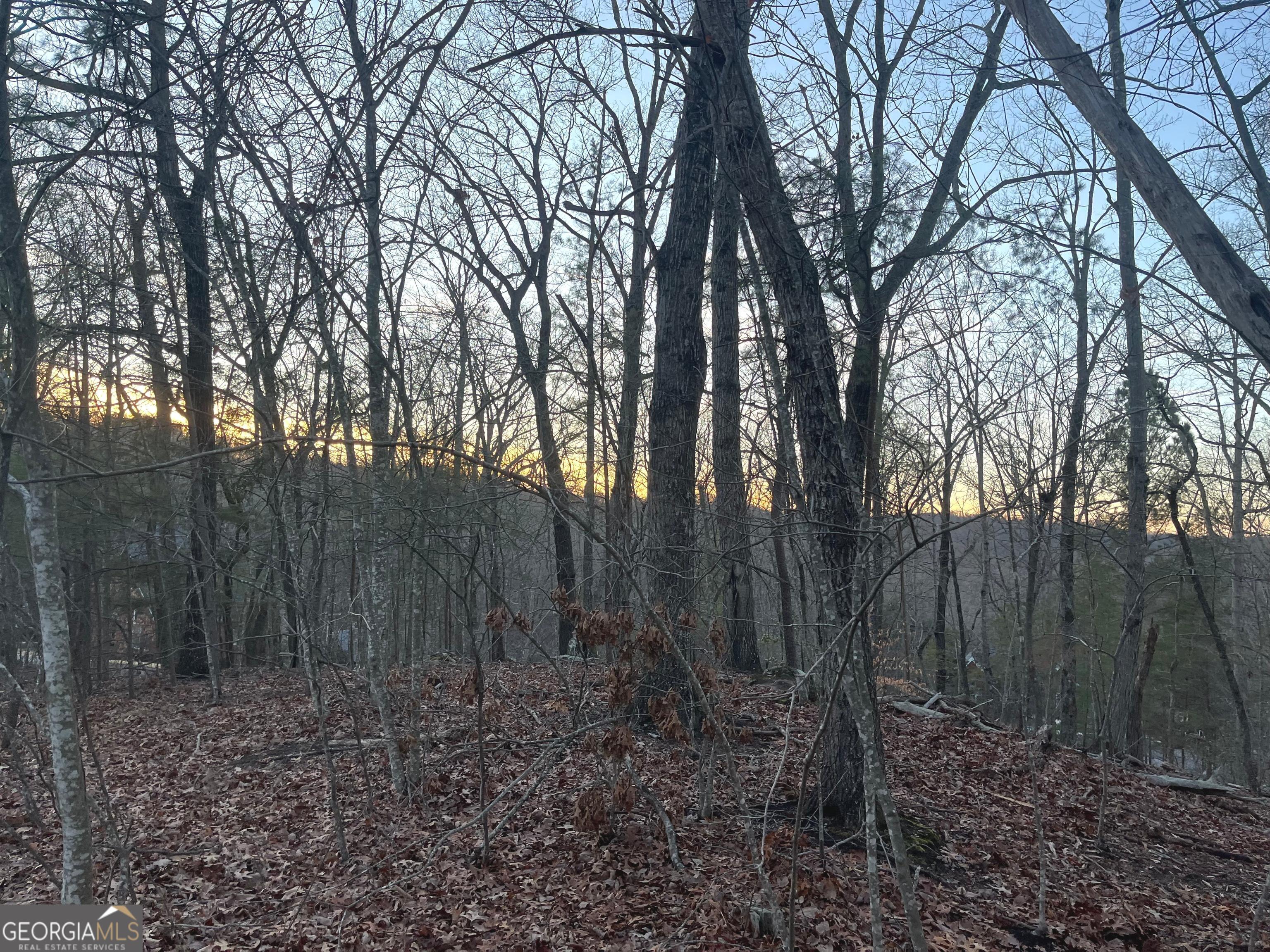 0 Tanager Trail Alto, GA 30510 - Photo 6 of 12 a view of a forest filled with trees