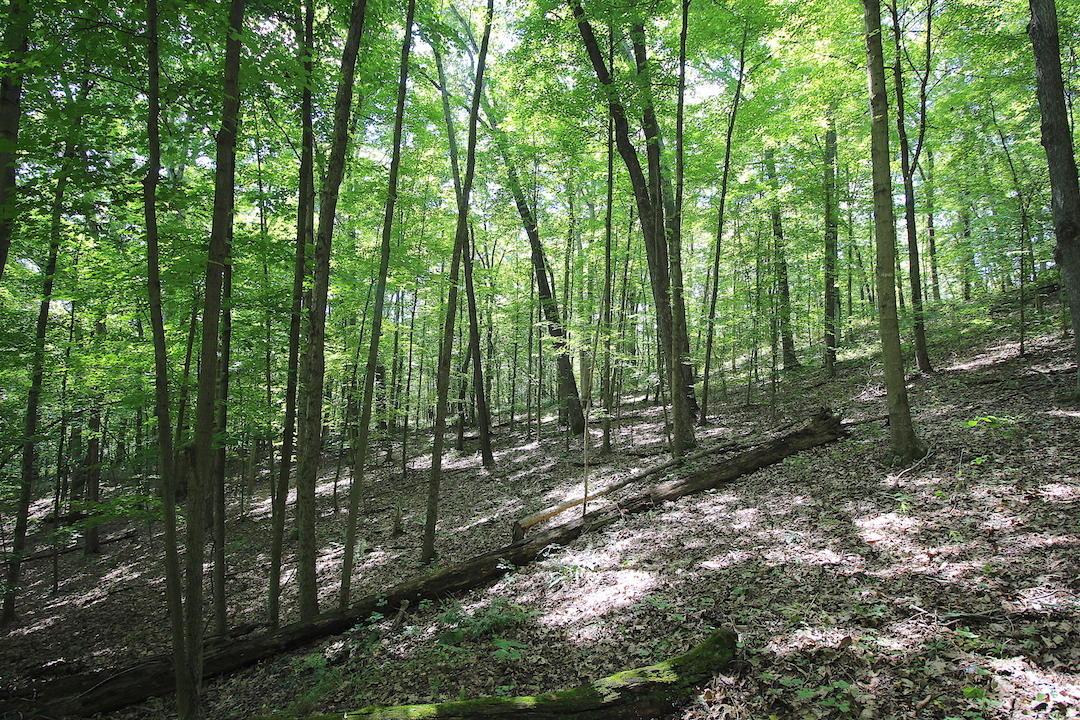 0 Pleasant Valley Road Vinton, OH 45686 - Photo 26 of 30
