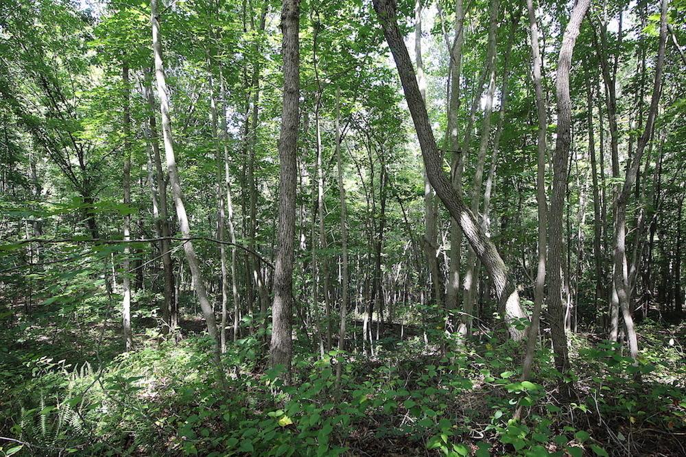0 Pleasant Valley Road Vinton, OH 45686 - Photo 30 of 30