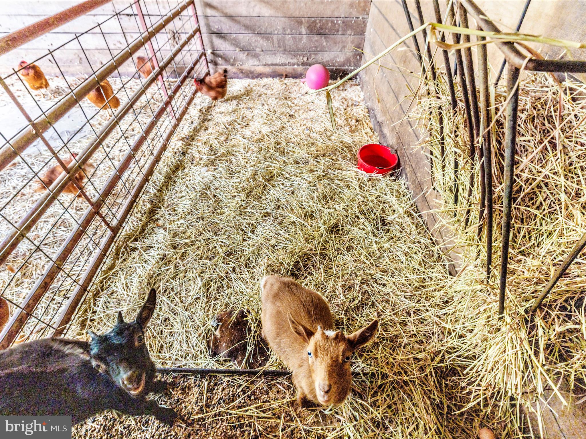 8429 Woodville Road Mount Airy, MD 21771 - Photo 55 of 75 Run-In/Barn w/ Feed/Tack Room