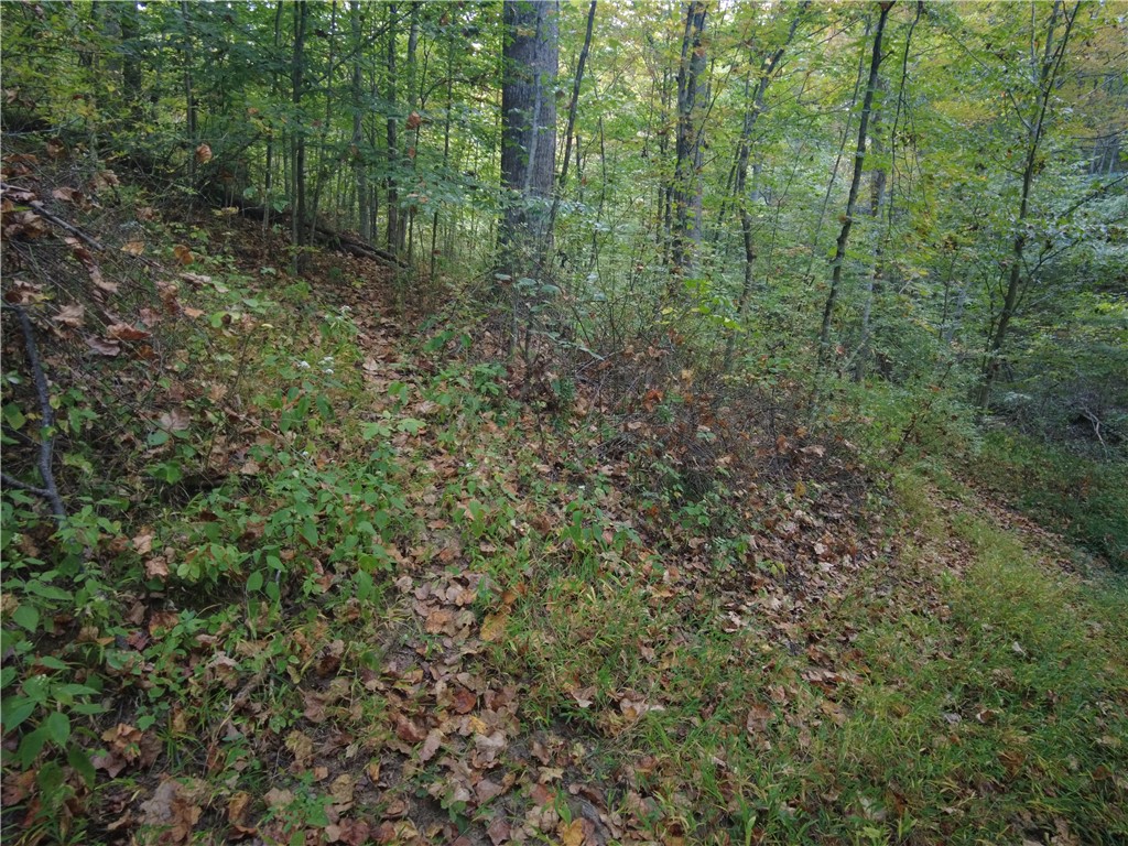 1147 Richey Road Felicity, OH 45120 - Photo 23 of 26 This serene woodland scene presents a gentle slope, perfect for a private natural retreat.