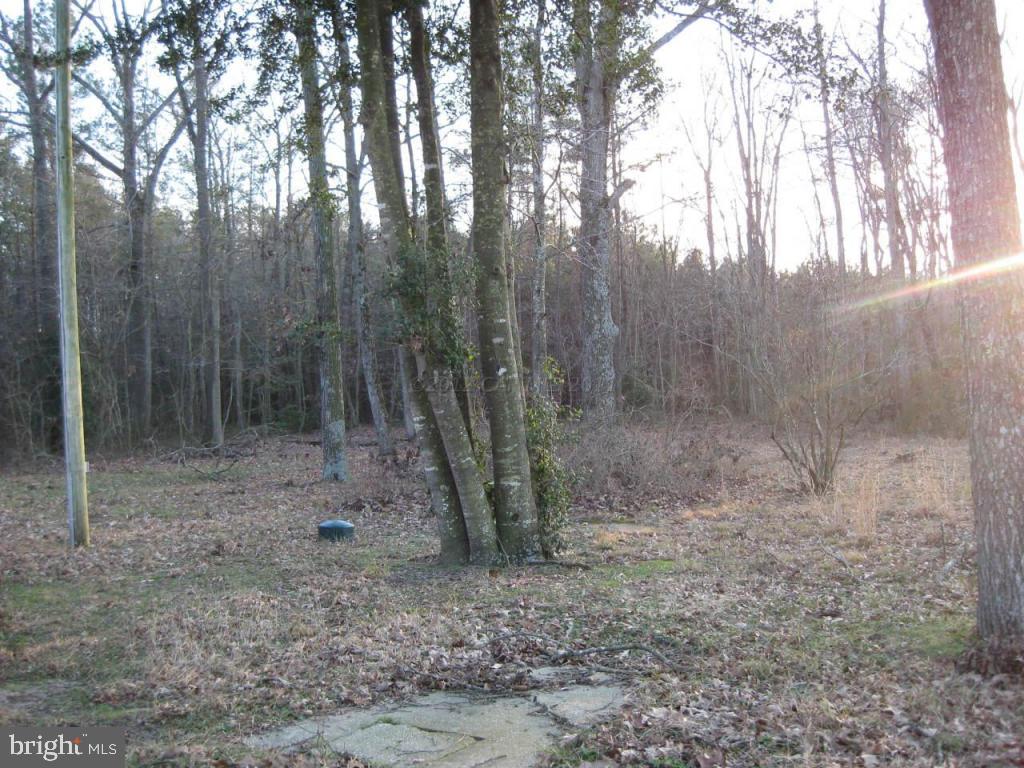33233 Bob Smith Road Parsonsburg, MD 21849 - Photo 4 of 10 a view of a forest with trees in the background