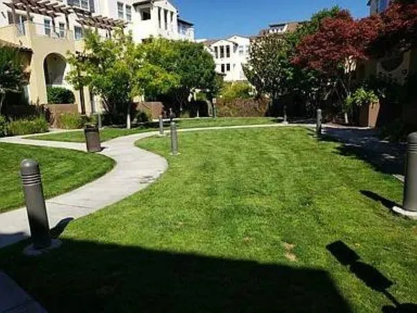 a view of a park with large trees