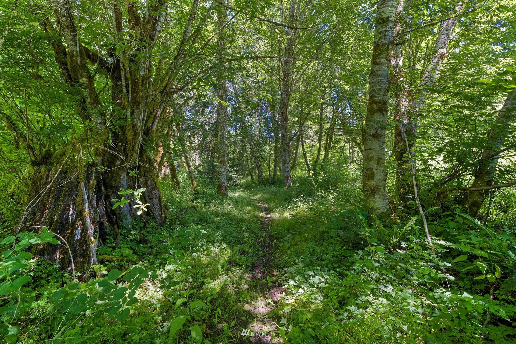 2158 Cispus Road Randle, WA 98377 - Photo 32 of 36 a view of a lush green forest