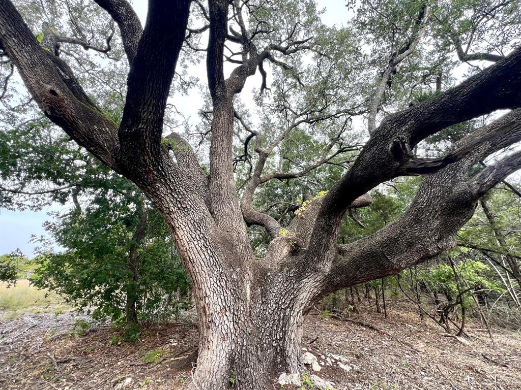 1096 Creek Crossing Road Nemo, TX 76070 - Photo 14 of 16 a view of tree