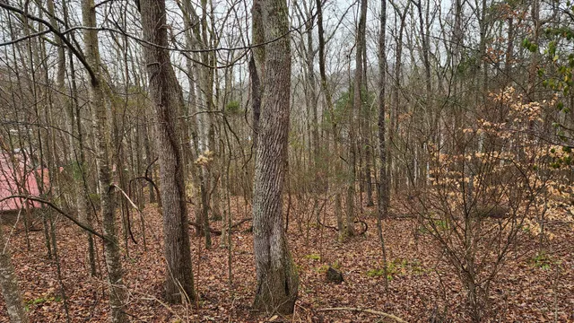 a view of room with trees