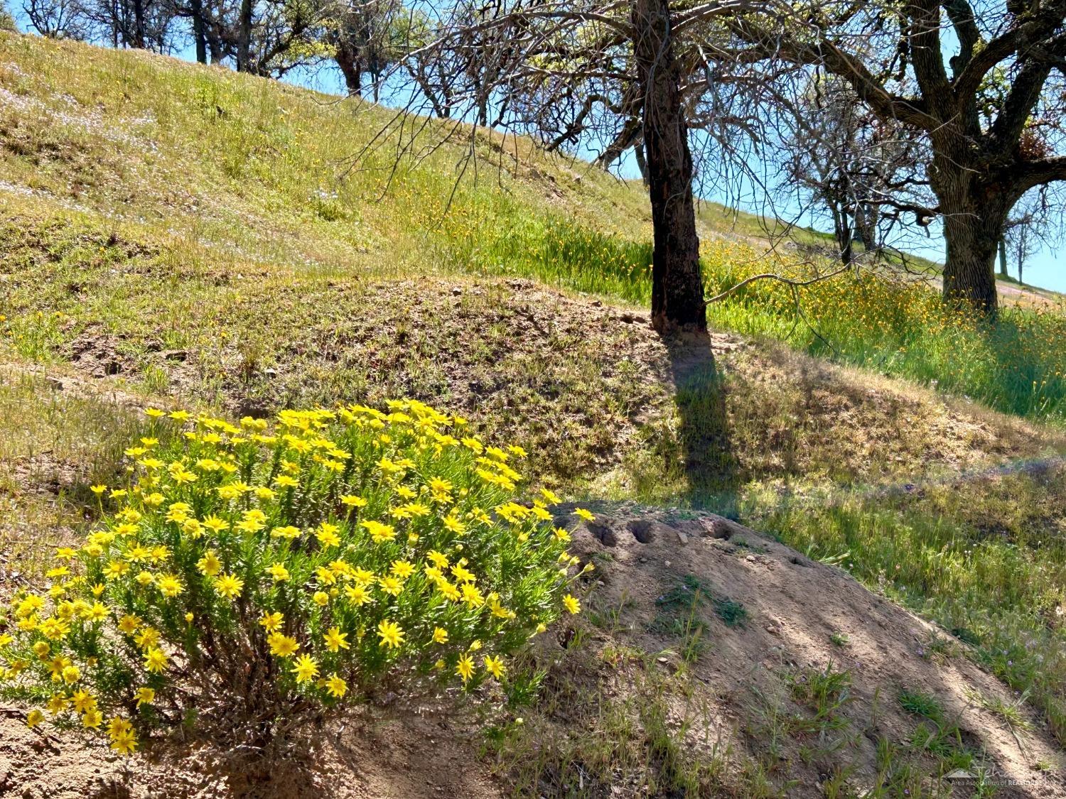0 Piute Meadows Road Caliente, CA 93518 - Photo 4 of 18 Gallery Image 4