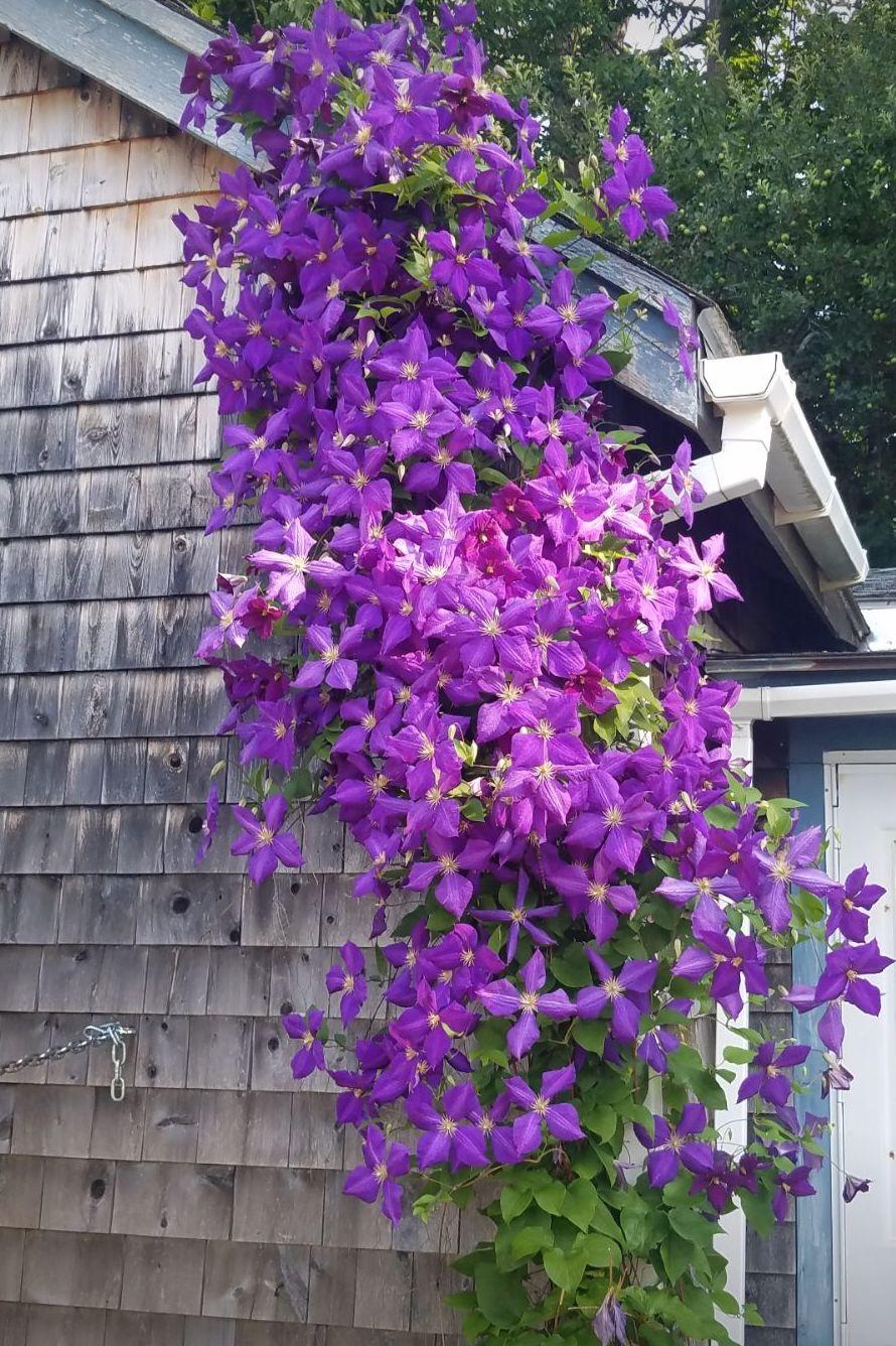 48 Ellsworth Road Blue Hill, ME 04614 - Photo 28 of 33 Clematis Photo