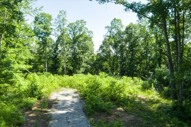 a view of a yard with plants and a large tree