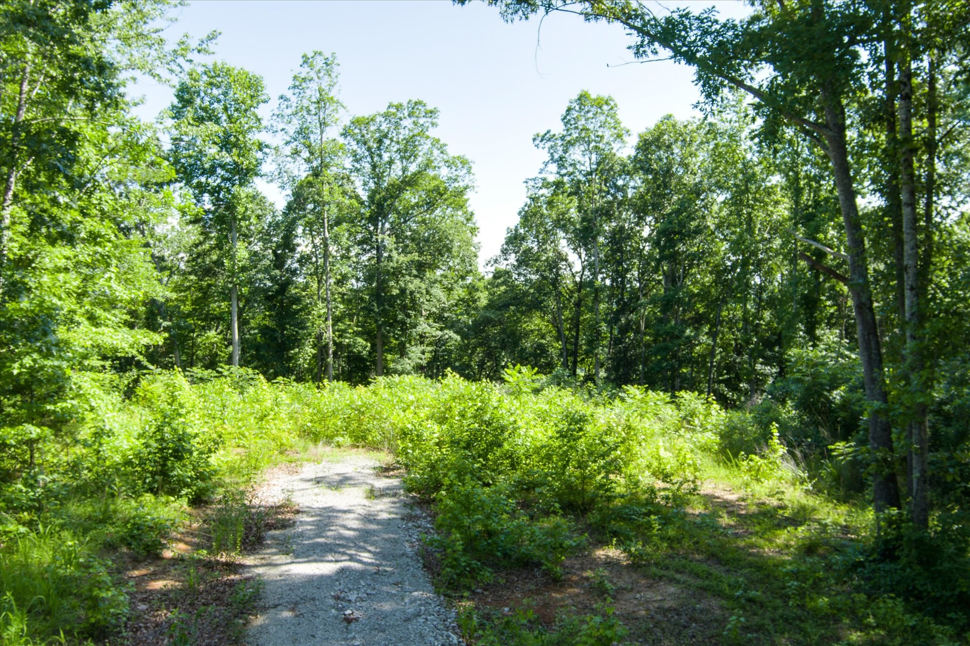 689 Pates Ford Road Walling, TN 38587 - Photo 3 of 10 a view of a yard with plants and a large tree