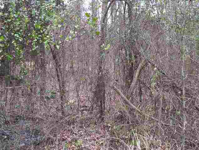 Lot 219 Barrett Waterloo, SC 29384 - Photo 1 of 2 Gallery Image 1