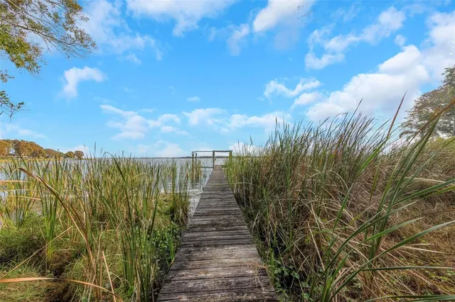 a park with large trees