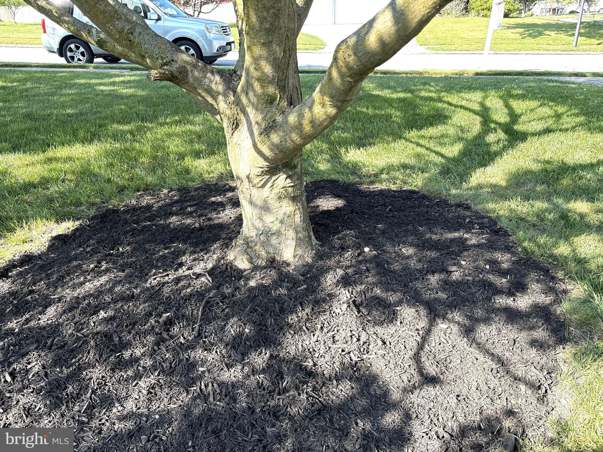 2613 Caranel Road Broomall, PA 19008 - Photo 4 of 49 a view of a tree with a yard