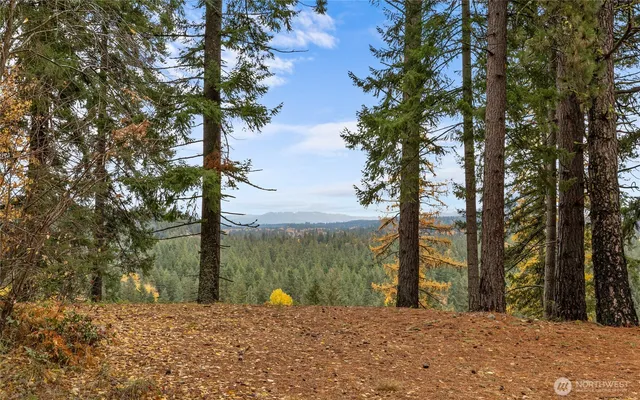 a view of a yard with a tree