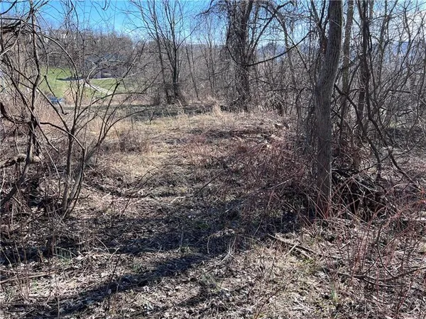 a view of a yard covered with trees