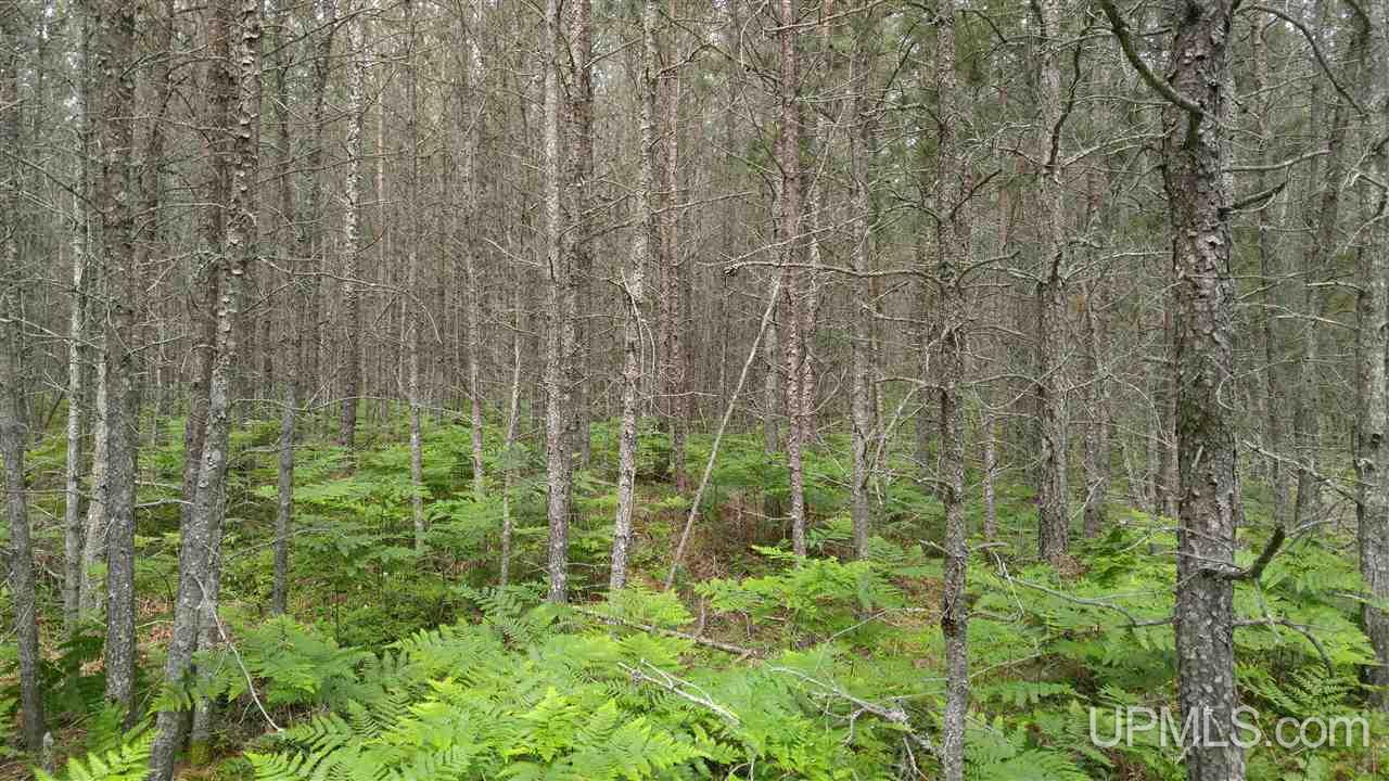13.44-acres Stutts Road Manistique, MI 49854 - Photo 9 of 19