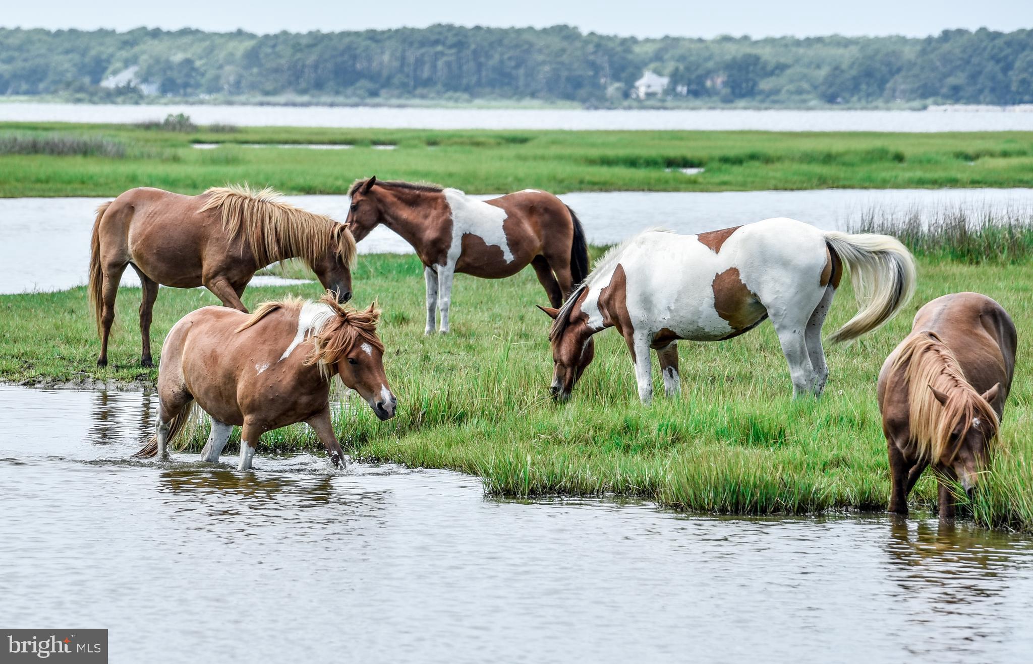Lot 14-sec Keyser Point Road Ocean City, MD 21842 - Photo 15 of 21 Enjoy Assateague Island