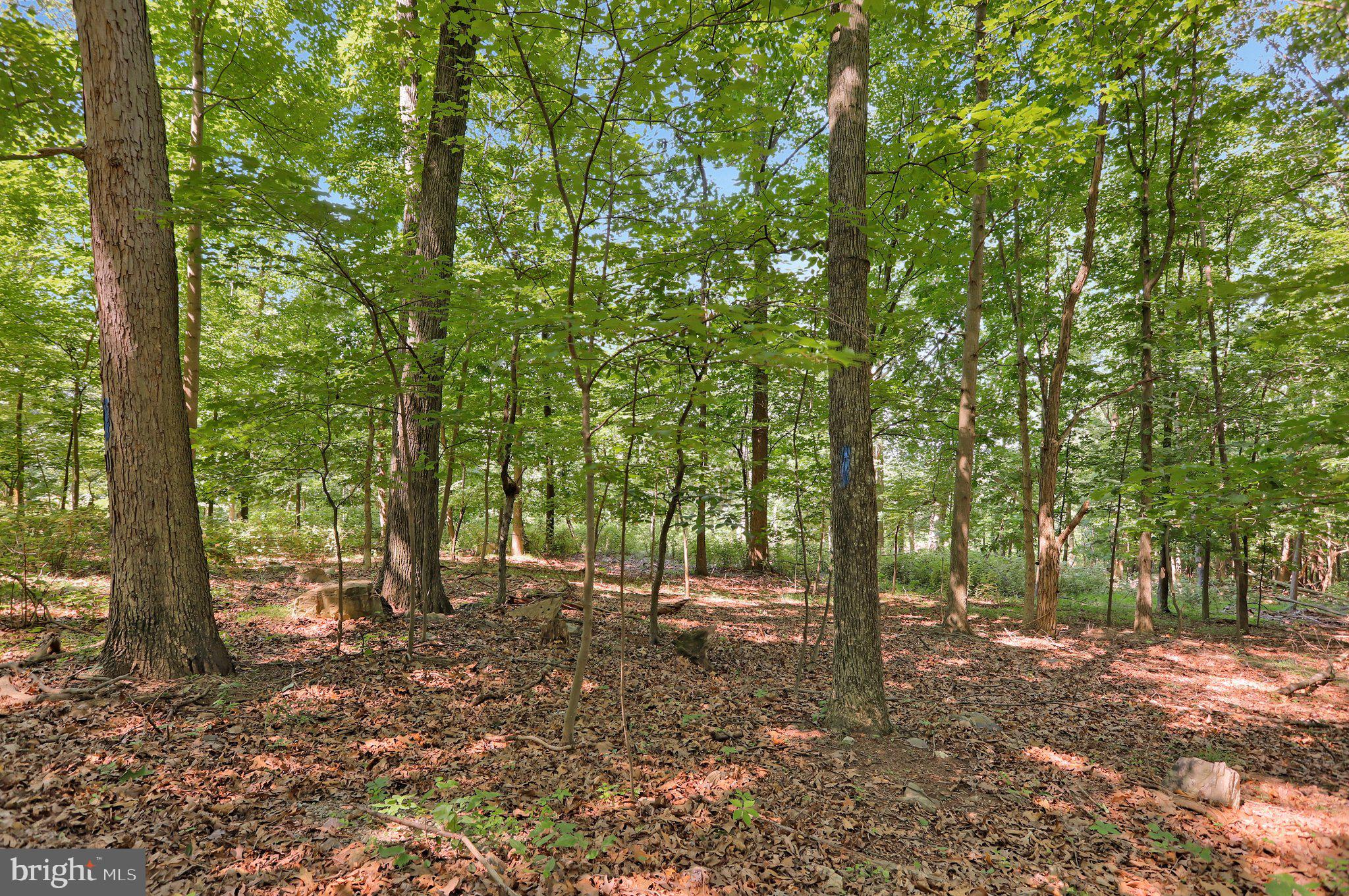 7060 Gilardi Road Boonsboro, MD 21713 - Photo 13 of 95