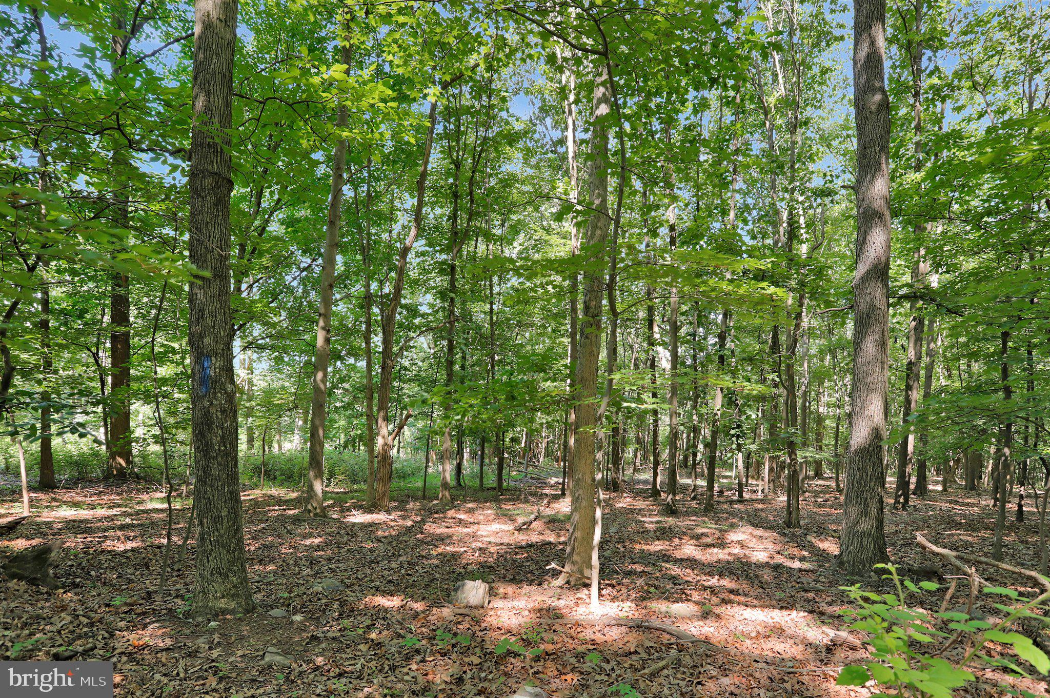 7060 Gilardi Road Boonsboro, MD 21713 - Photo 14 of 95