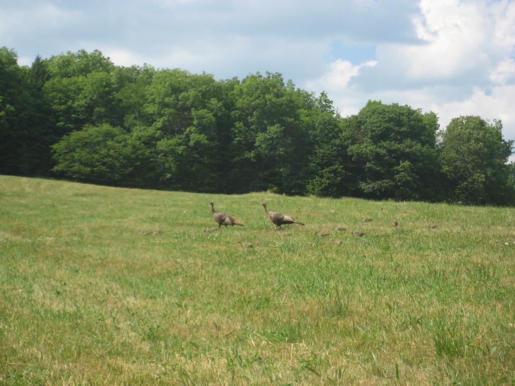 267 Brothers Road Hartland, VT 05048 - Photo 22 of 25 Gallery Image 22