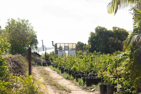 a view of a garden with plants