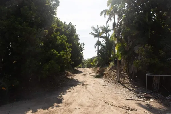 a view of a yard with trees