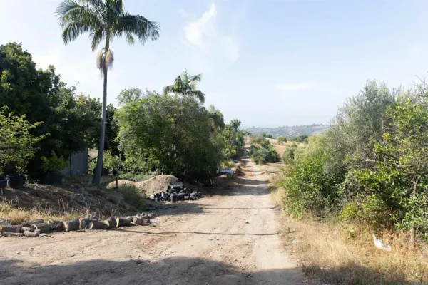 a view of a yard with palm tree