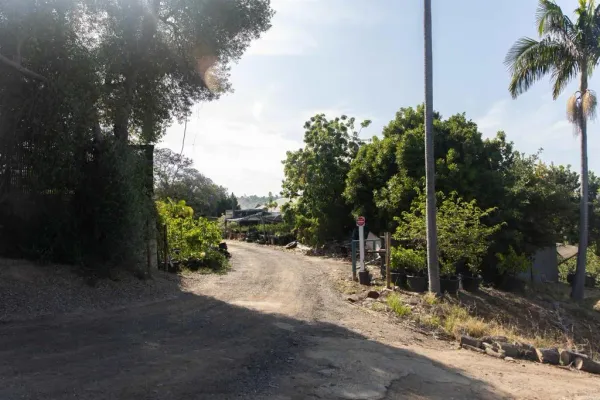 a view of a yard with plants and trees