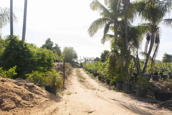 a view of a road with a trees