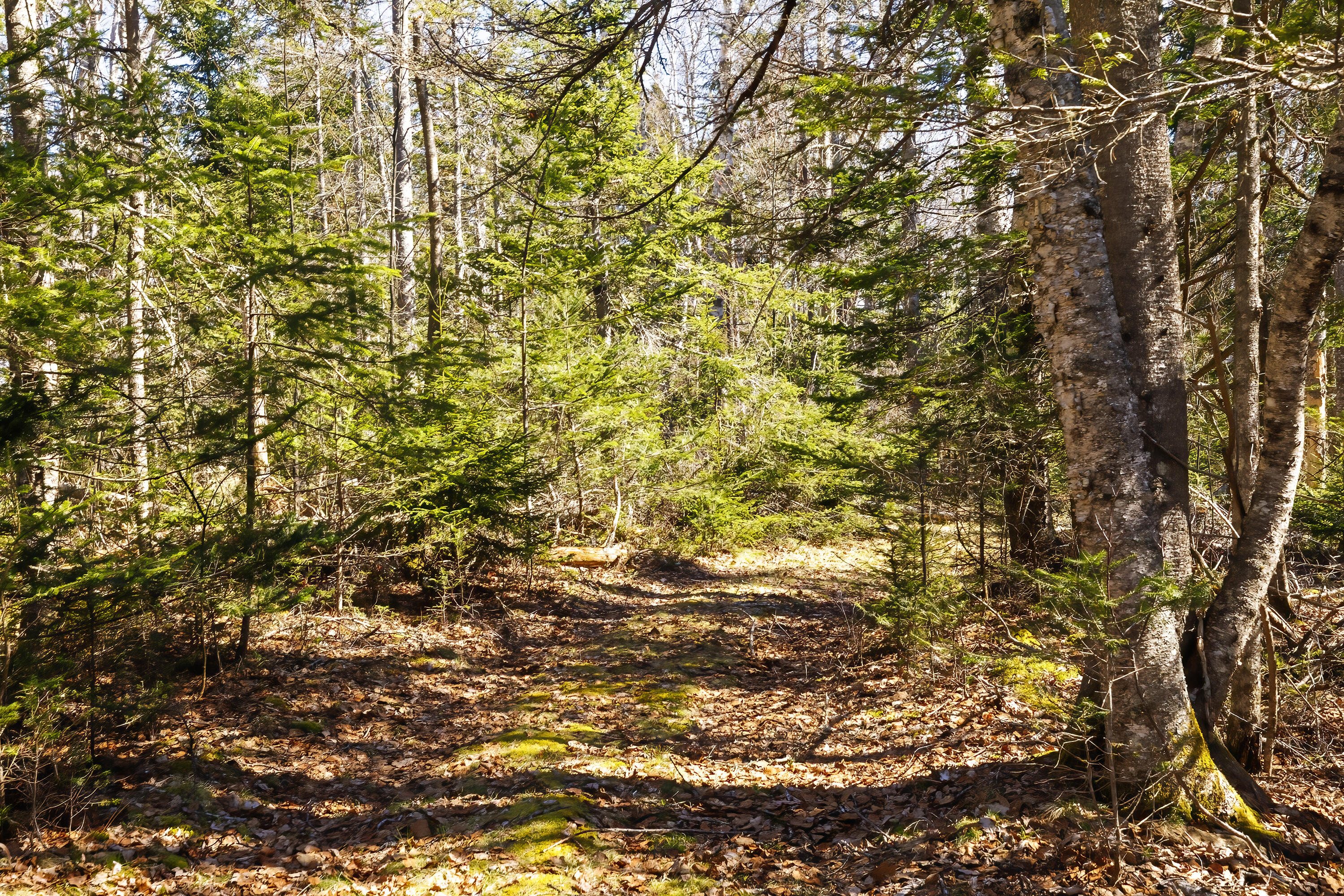 465 Eggemoggin Road Little Deer Isle, ME 04650 - Photo 48 of 67 72- 465 Eggemoggin Road HiRes-DTP (1)
