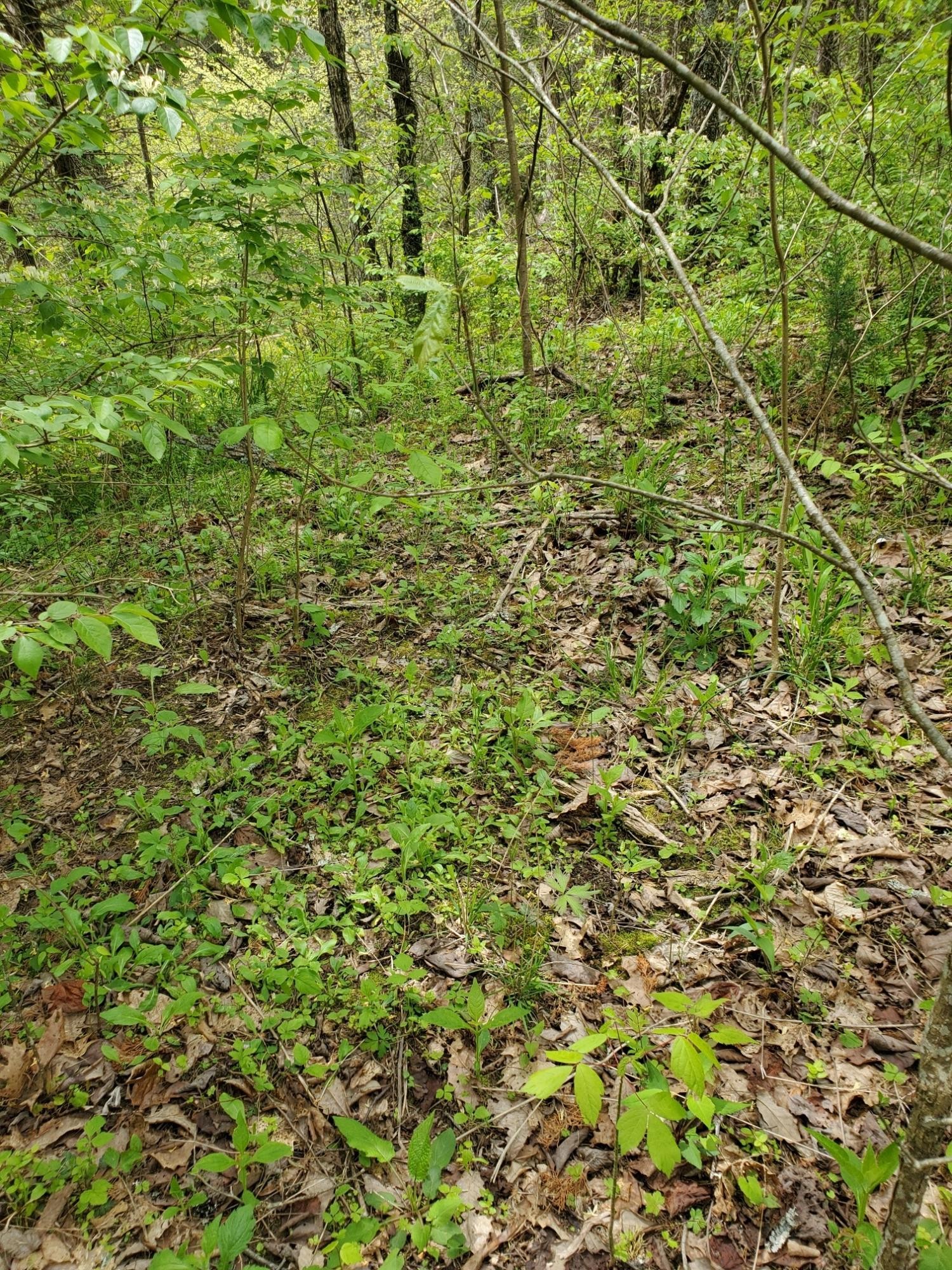 0 Ingle Hollow Road Sevierville, TN 37876 - Photo 20 of 22 Gallery Image 20