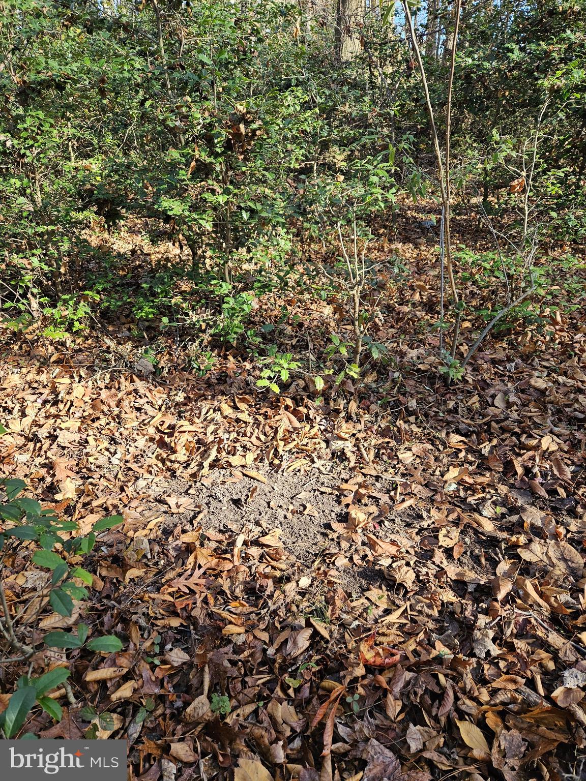 27710 Rockawalkin Ridge Road Salisbury, MD 21801 - Photo 41 of 42 Gallery Image 41