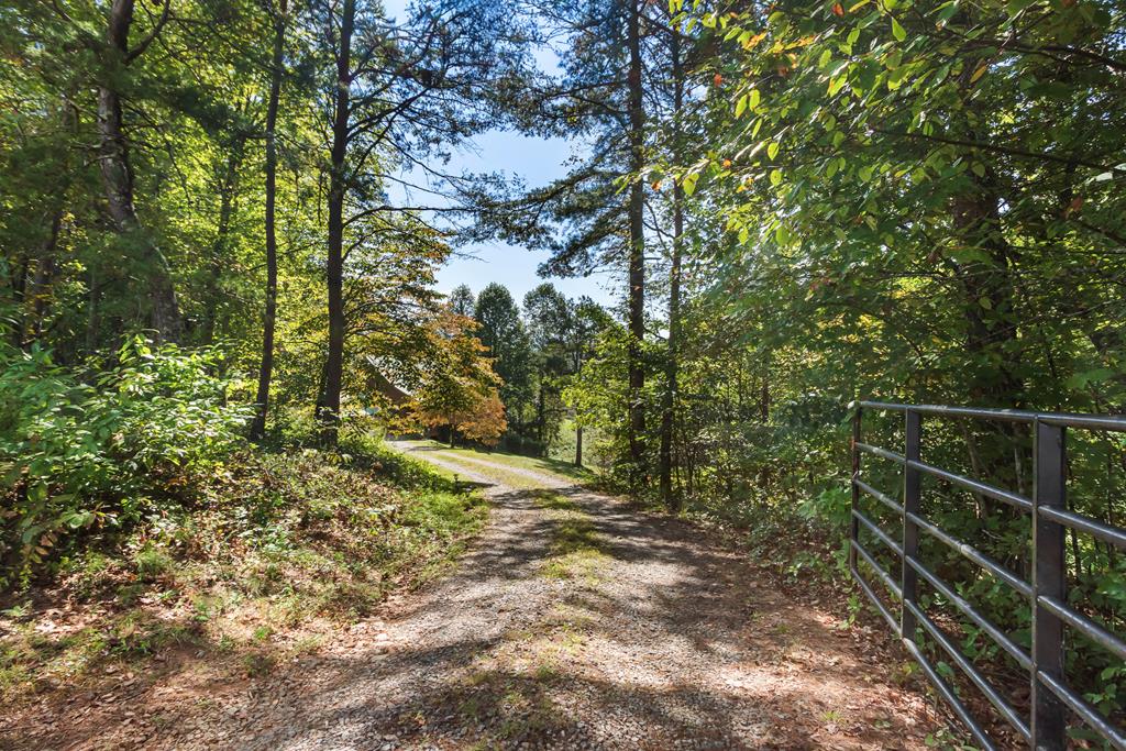 297 Lovingood Road Marble, NC 28905 - Photo 77 of 91 a view of a yard with plants and large trees