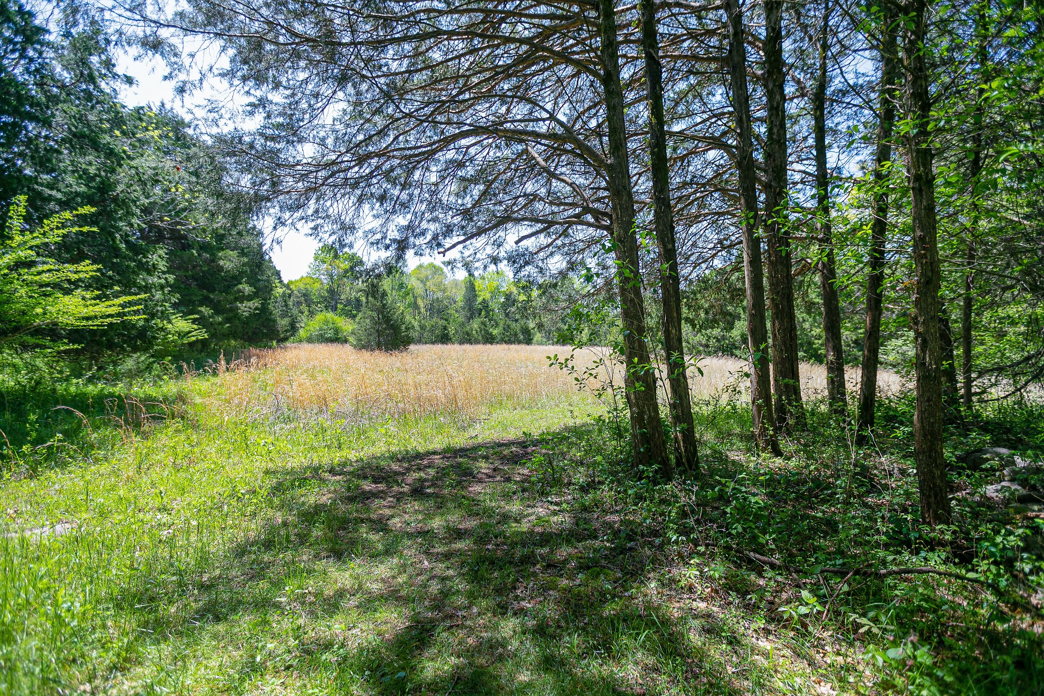 4885 Pyles Road Chapel Hill, TN 37034 - Photo 5 of 32 Gallery Image 5