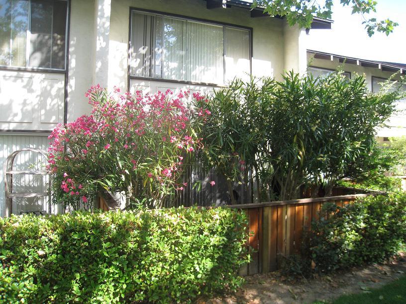 590 Mills Way Goleta, CA 93117 - Photo 1 of 5 a backyard of a house with lots of green space