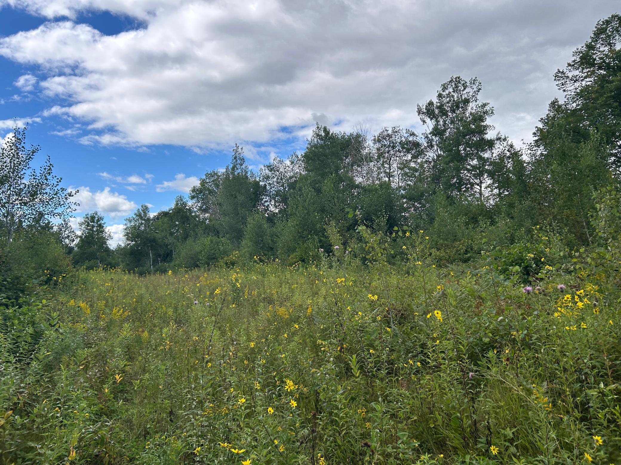 Tbd Duncan Road Sandstone, MN 55072 - Photo 12 of 35