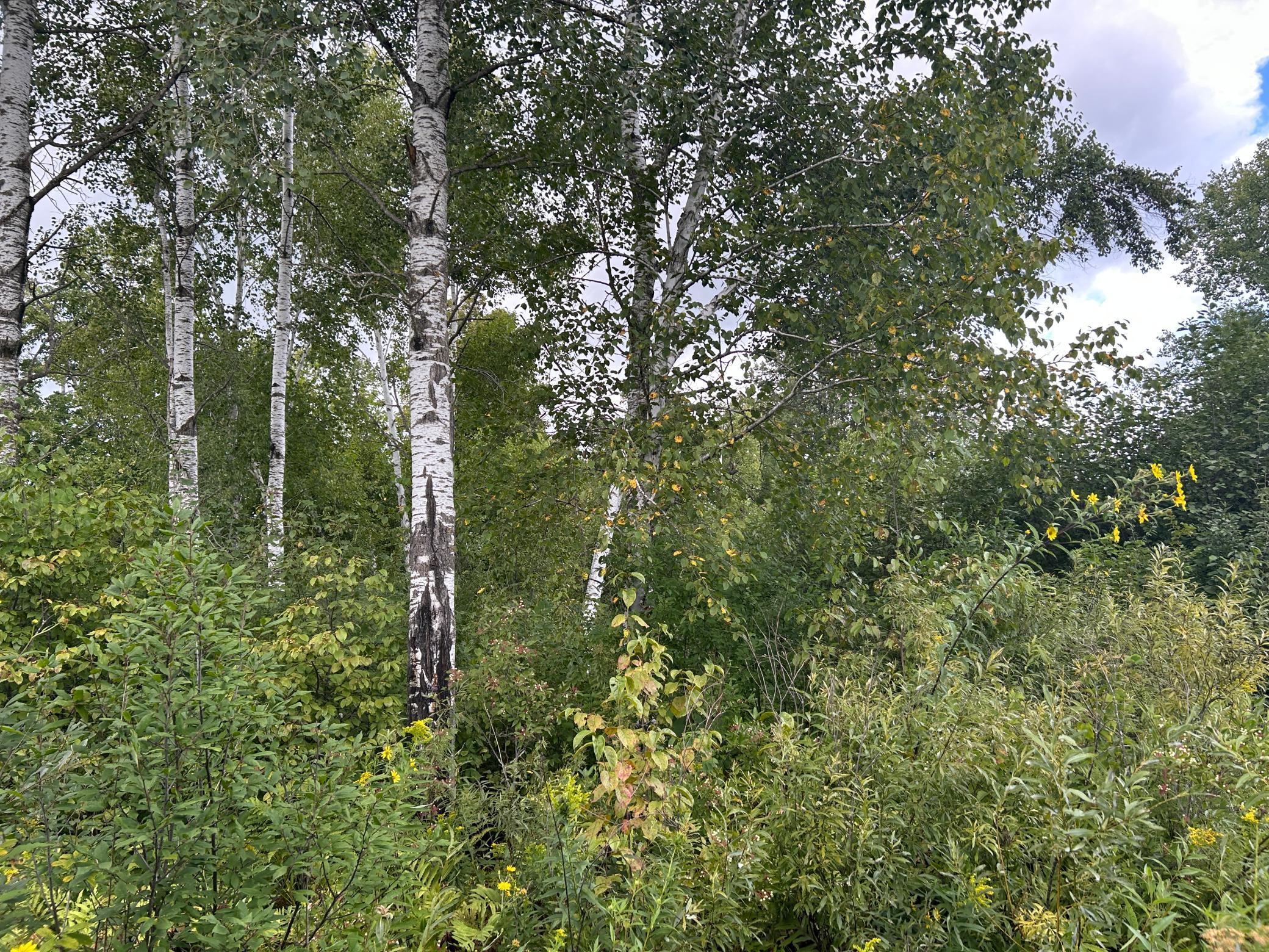 Tbd Duncan Road Sandstone, MN 55072 - Photo 14 of 35