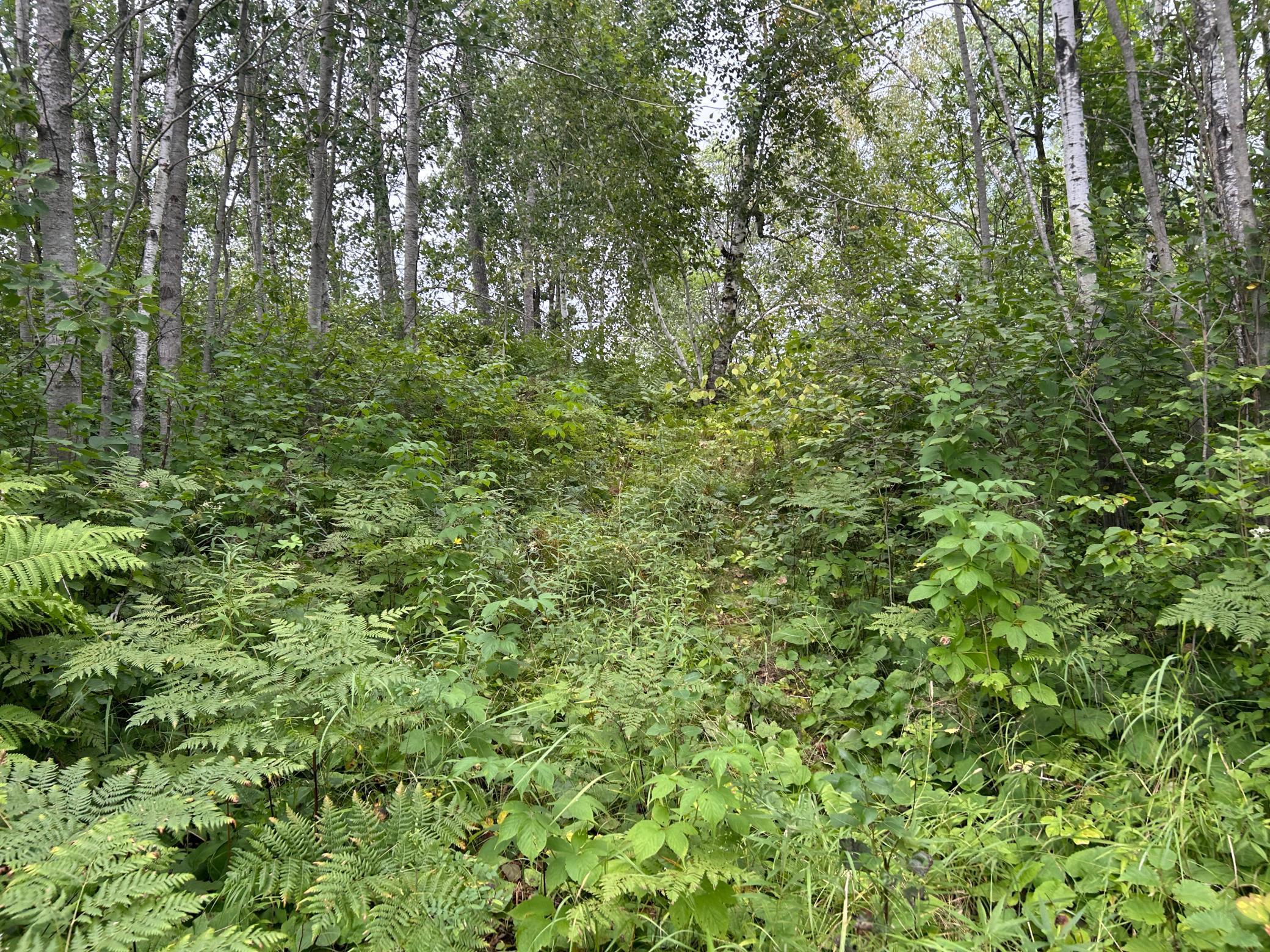 Tbd Duncan Road Sandstone, MN 55072 - Photo 19 of 35