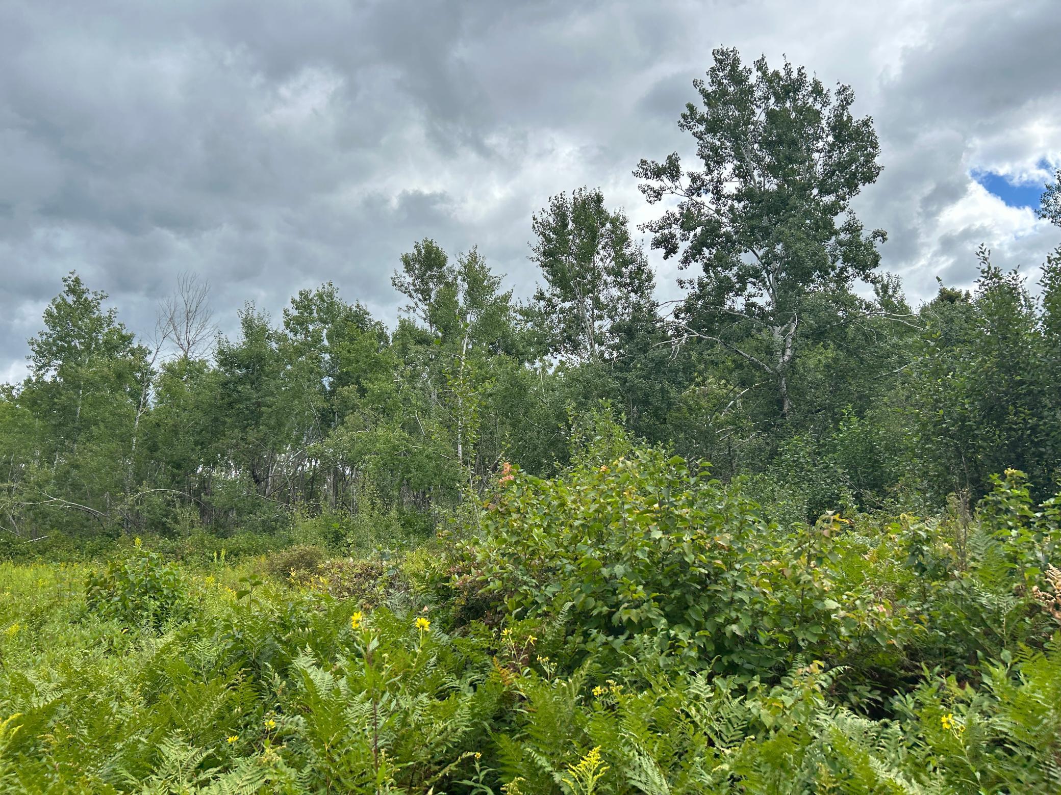 Tbd Duncan Road Sandstone, MN 55072 - Photo 25 of 35