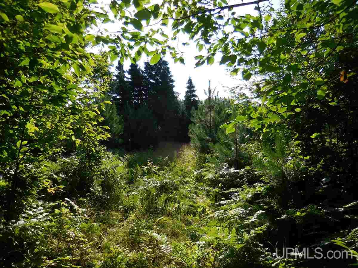 Tbd Tee Lake Road Germfask, MI 49836 - Photo 24 of 25